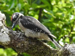 Juvenile Hairy Woodpecker